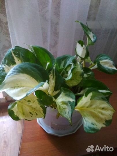 Сципсус хеппи лив