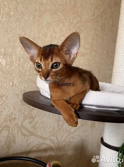 Абиссинские для ценителей