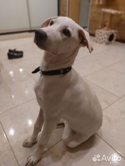 В добрые руки девочка-метис лабрадора