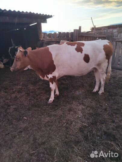 Корова стельная, корова с теленком сосунком