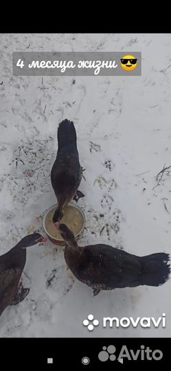 Мускусные утки Селезни 1500 уточки 1000