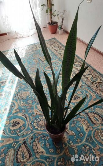 Сансевиерия