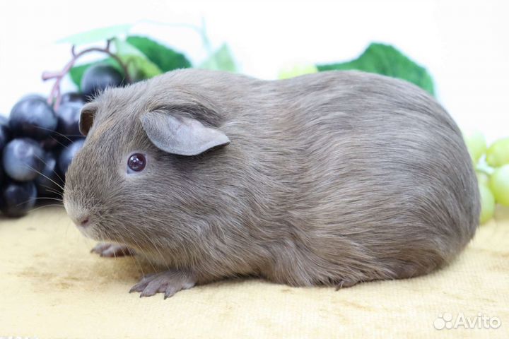 Морские свинки девочки разных пород и окрасов