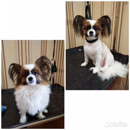 Стрижка собак,кошек.Груминг