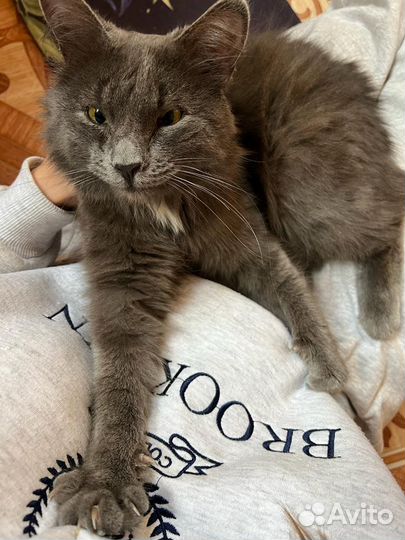 Кот дымчатый