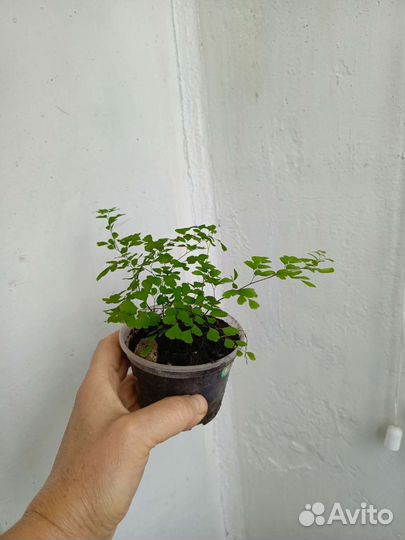 Цветы комнатные