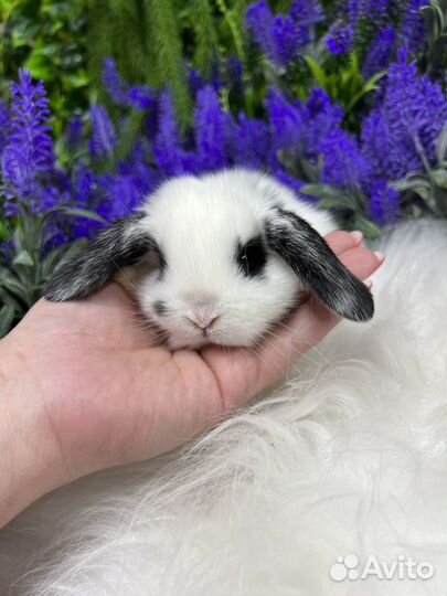 Декоративные кролики