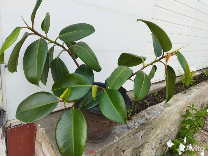 Фикус каучуконосный большой