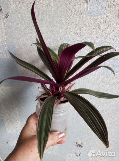 Домашние цветы