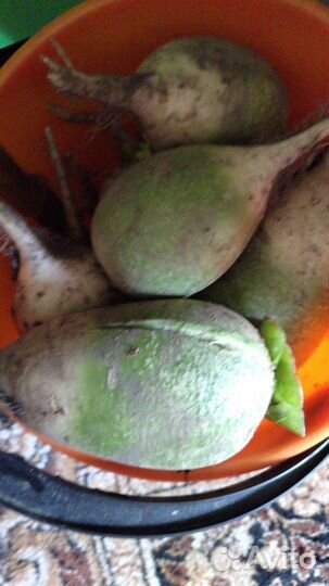 Редька маргеланская