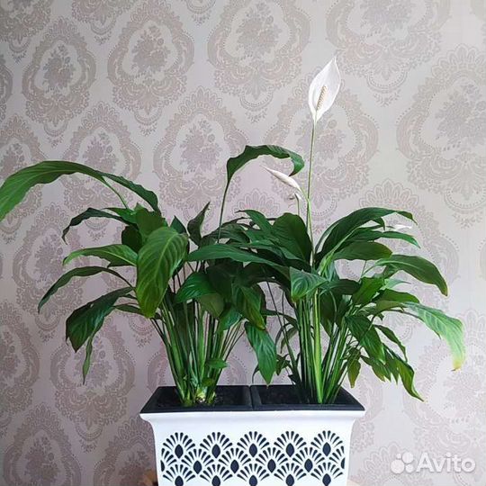 Комнатные цветы