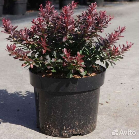 Пузыреплодник, барбарис