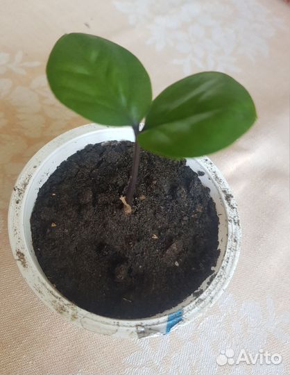 Замиокулькас, долларовое дерево