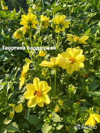 Георгина бардюрная жёлтая