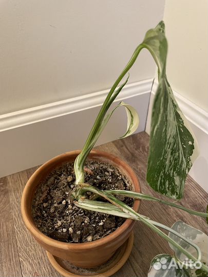 Монстера Борзига