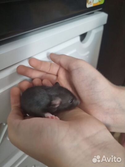 Декоративные крысята