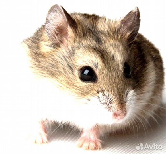 Хомяк Джунгарский обычный