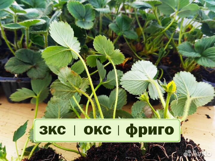 Рассада клубники. Крупная ягода