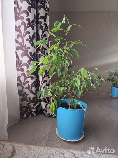 Фикус бенджамина