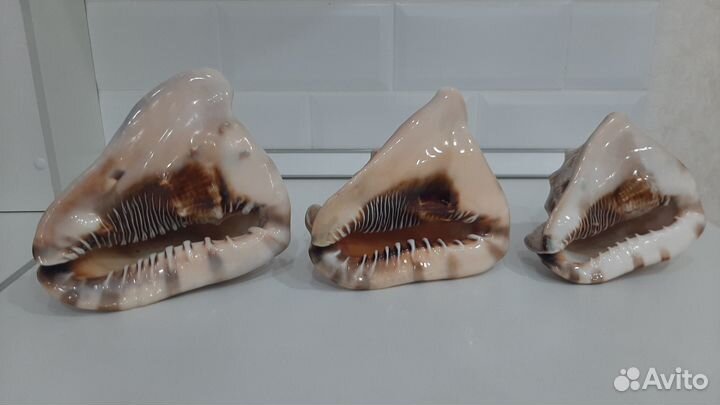 Раковины морские