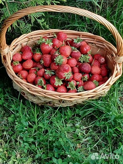 Саженцы клубники