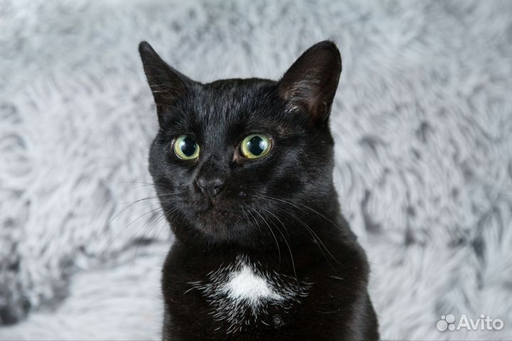 Кошка ищет дом