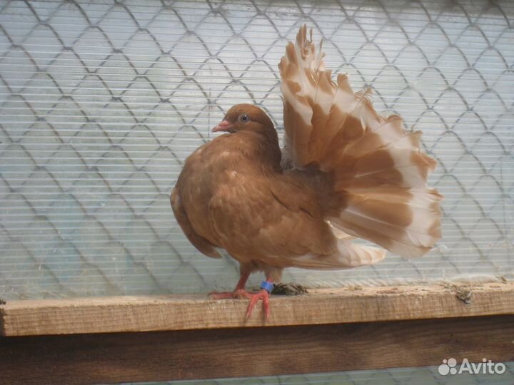 Голуби Павлины