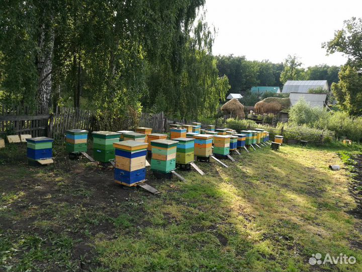 Башкирский мед, мёд, рамка, сотовый мед с пасеки