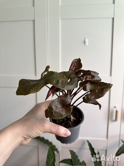 Сингониум Вайт Баттерфляй, сингониум Брокант