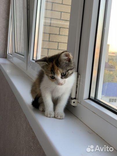 Кошечка в добрые руки