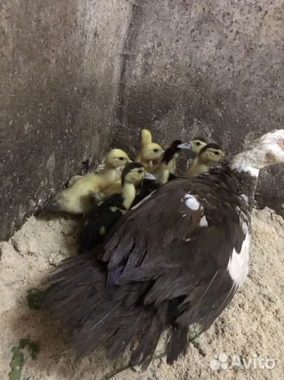 Индоутки утята