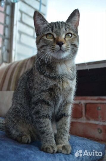 Котенок 4 месяца девочка Туся