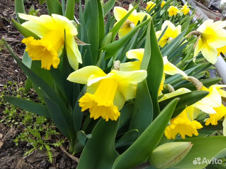 Луковицы нарциссов