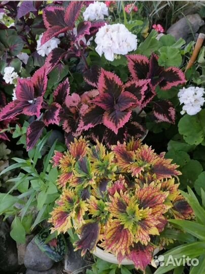 Колеусы вегетативные селекционные
