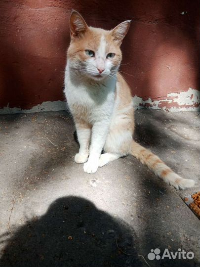 Котик выживает на улице