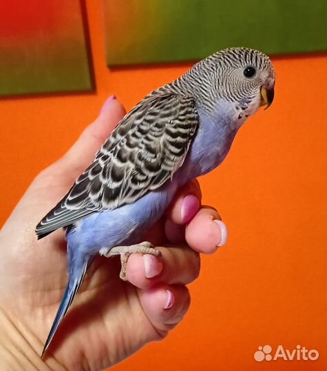 Волнистый попугай птенцы