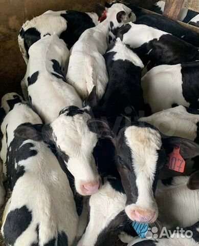 Телята мясные