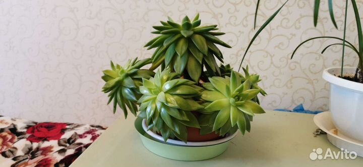 Суккулент кактус Эхеверия растение