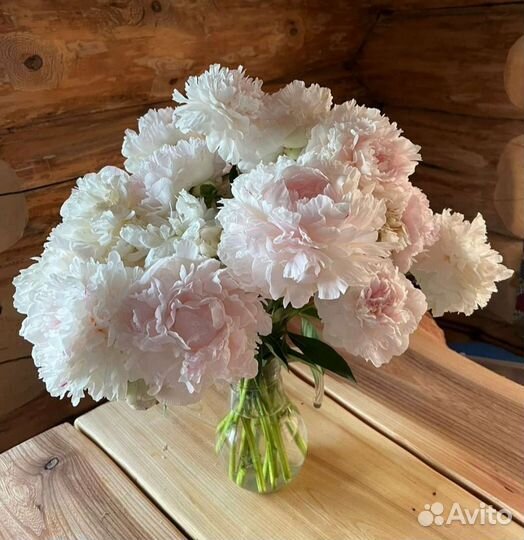 Пион сортовой Ник Шейлор (Nick Shaylor)