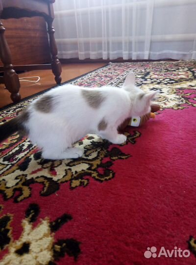 Котенок в добрые руки