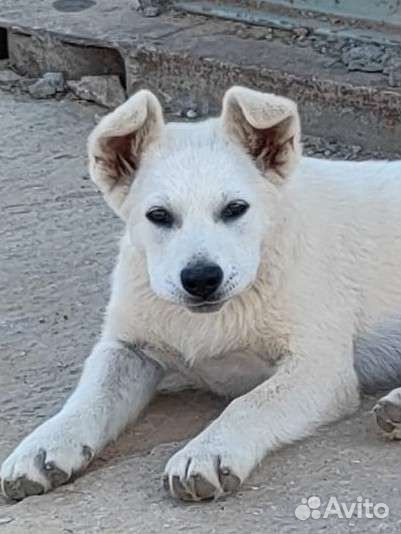 Красивая умная девочка 3 месяца в добрые руки