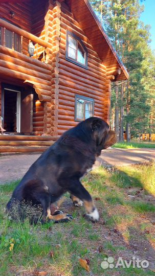 Вязка алабай