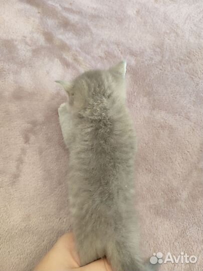 Шотландская золотая шиншилла