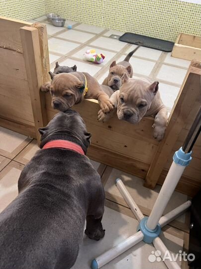 Щенки американского булли