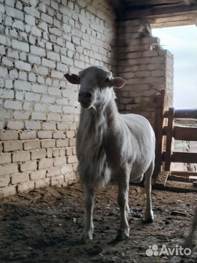 Бараны на племя Катумские
