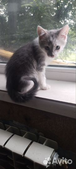 Отдадим в добрые руки котёнка