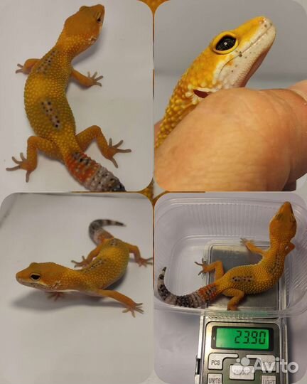 Геккон эублефар