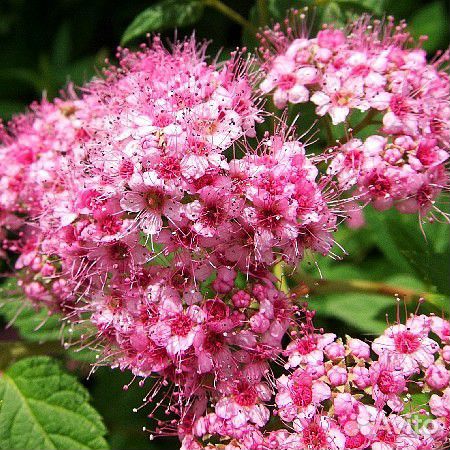 Волжанка,Жасмин,Спирея,Форзиция,Снежноягодник,Юкка