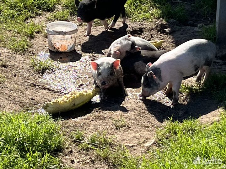 Вьетнамские вислобрюхие поросята