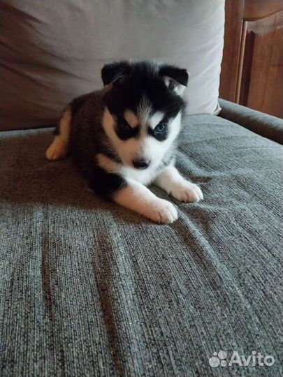 Щенки сибирской хаски